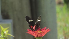 Parides panares