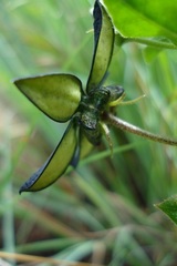 Brachystelma gerrardii