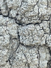 Pertusaria ostiolata