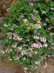 Pelargonium zonale