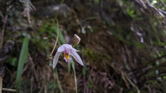 Bletilla formosana
