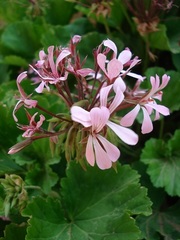 Pelargonium zonale