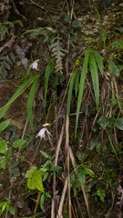 Bletilla formosana