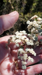 Spyridium parvifolium