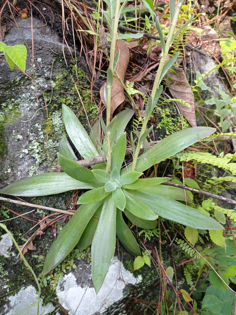 Chazaroa yalmanantlanensis