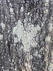 Pertusaria ostiolata