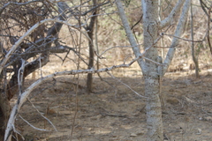 Oplurus cyclurus