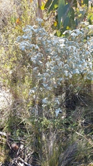 Spyridium parvifolium