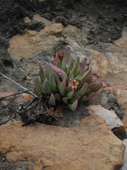 Machairophyllum bijliae