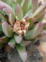 Machairophyllum bijliae