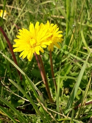 Taraxacum longicorne