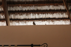 Copsychus albospecularis