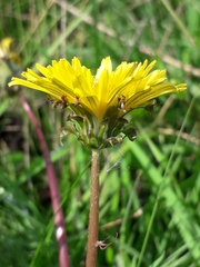 Taraxacum longicorne