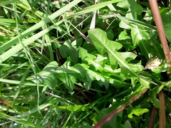 Taraxacum longicorne