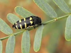 Acmaeodera alicia