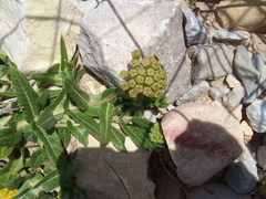 Asclepias crispa