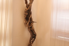 Copsychus albospecularis