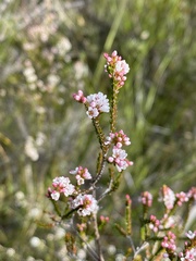 Micromyrtus ciliata
