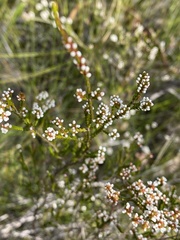 Micromyrtus ciliata