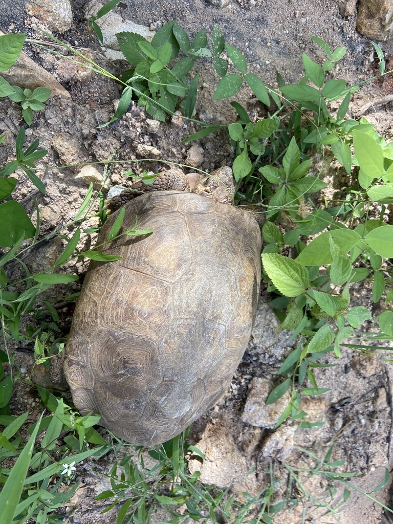 Goode’s Thornscrub Tortoise