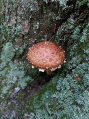 Hemistropharia