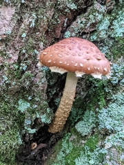 Hemistropharia