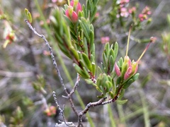 Darwinia biflora