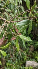 Litsea morrisonensis