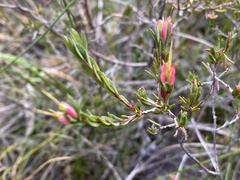 Darwinia biflora