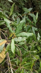 Litsea morrisonensis