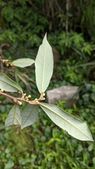 Litsea morrisonensis