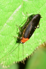 Caloblatta