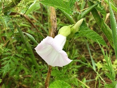 Calystegia silvatica fraterniflora