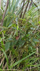 Carpinus rankanensis