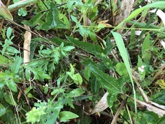 Calystegia silvatica fraterniflora