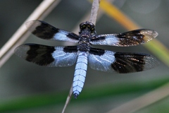 Plathemis subornata