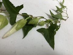 Calystegia silvatica fraterniflora