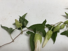 Calystegia silvatica fraterniflora