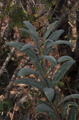 Ozoroa