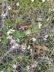 Allium drummondii