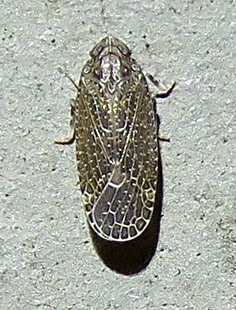 Plectoderini
