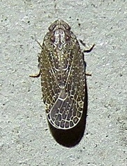 Opsiplanon luella