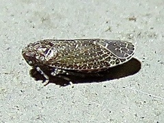 Opsiplanon luella