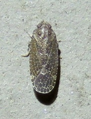 Opsiplanon luella