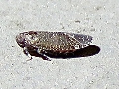 Opsiplanon luella