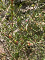 Darwinia biflora