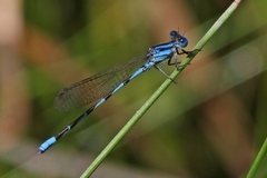 Argia leonorae