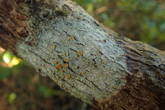 Brigantiaea chrysosticta