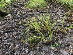 Carex tuckermanii