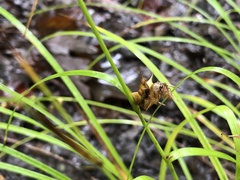 Carex tuckermanii